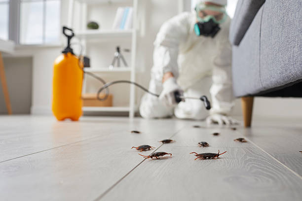 Commercial Kitchen Cockroach Control in Blackwater